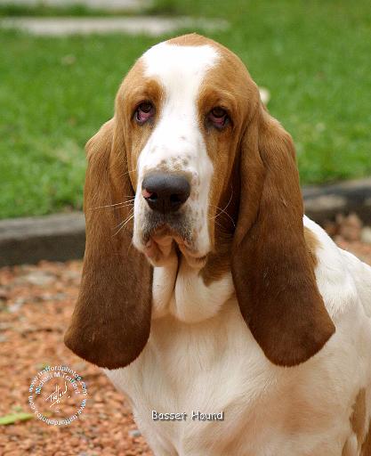 Basset Hound 9J055D-18.JPG